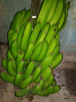 buah&sayur mayur
