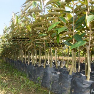 Harga Bibit Durian Matahari Tanpa Biji Berdaging Tebal Uk 60cm
