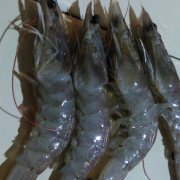 udang segar