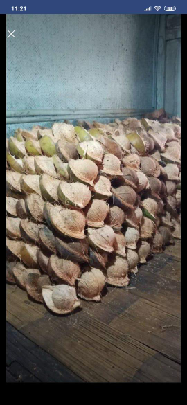 KELAPA TUA SULAWESI