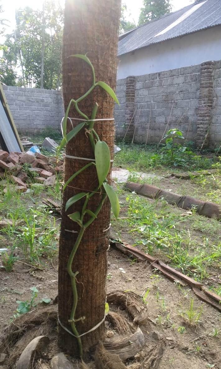 Bibit Vanili (Vanilla Planivolia) - Setek Ruas Panjang
