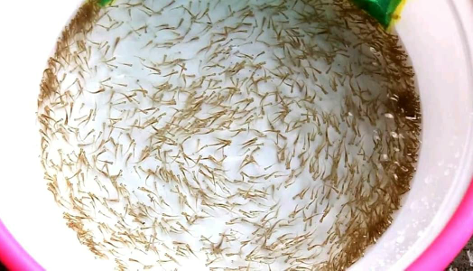 benih bandeng