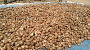 buah pinang