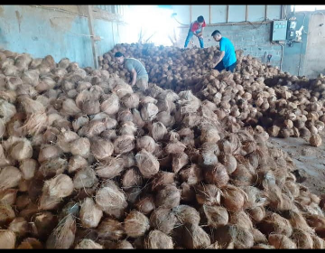 Kelapa Tua Super Pontianak