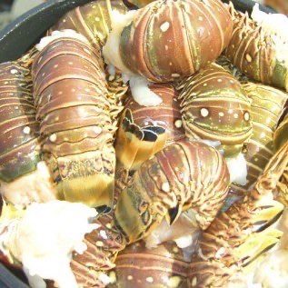 Jual udang Kipas, Hub 082292651576