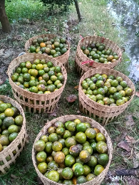 JERUK SIEM MADU JEMBER