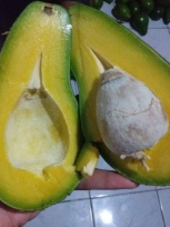 ALPUKAT MENTEGA PADANG