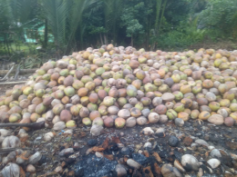 Kelapa Tua All Grade, Sabut Kelapa, Batok Kelapa