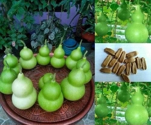 Benih Labu Botol / Benih Bibit Labu Botol / Tanaman Unik