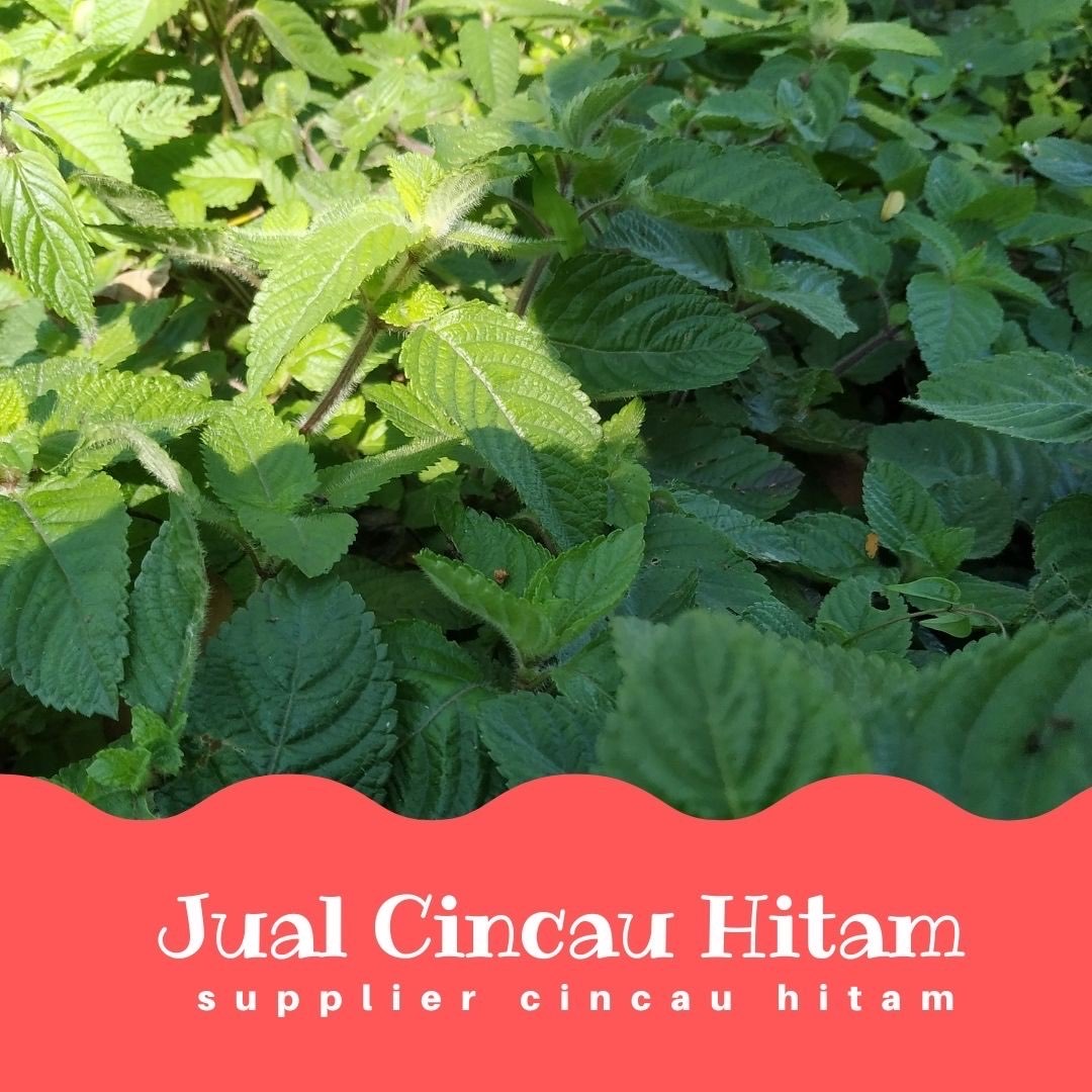 Supplier Cincau Hitam Di Labuhanbatu Selatan Kualitas Terbaik