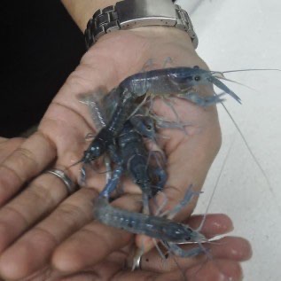 Jual Bibit Lobster Air Tawar (LAT) Istimewa Lokasi Curug Tangerang