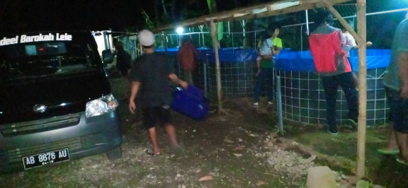 lele konsumsi dan bibit remaja