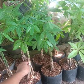Jual Pohon Pacira /
