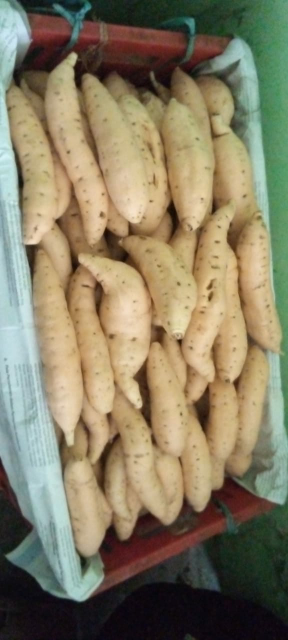 Ubi Madu Cilembu