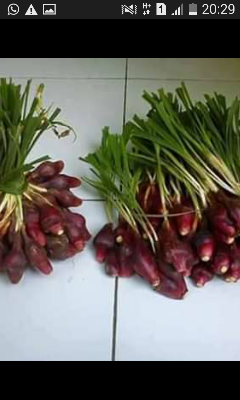 bawang dayak