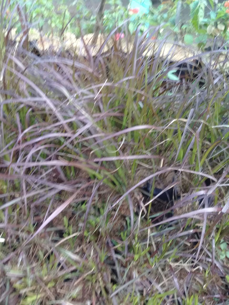Tanaman Ekor Kuda (love grass) Merah
