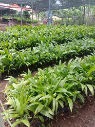 BIBIT PINANG