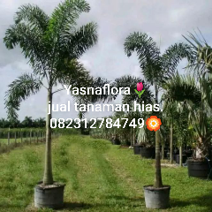 jual pohon palem ekor tupai 