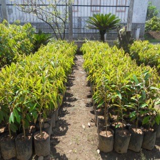 Bibit Durian Montong Uk 40 Cm | Bibit DurianHasil Okulasi Cepa Berbuah