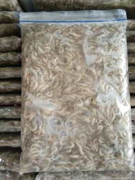 udang rebon
