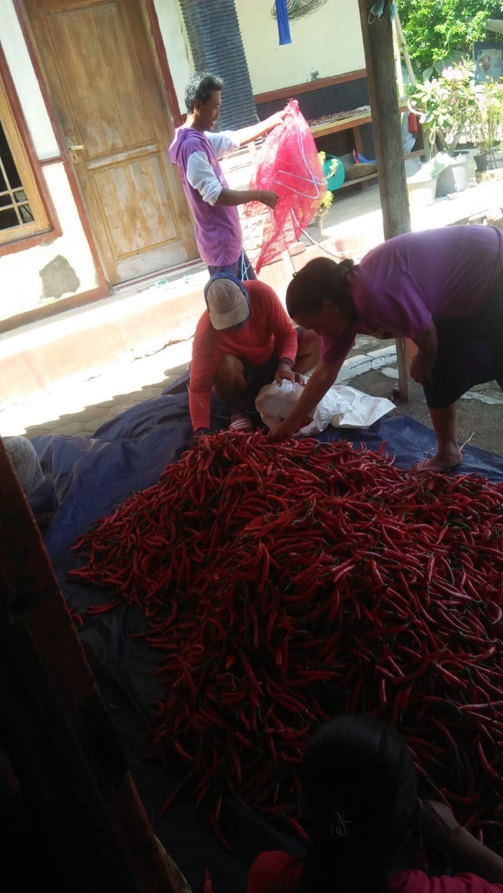 LOMBOK MERAH SEGAR
