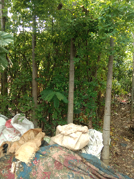 jual pohon kayu putih 