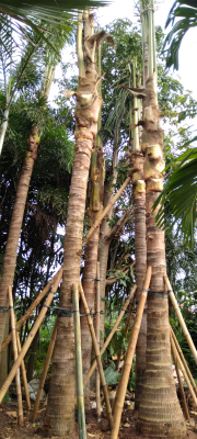 jual pohon kelapa gading.dll