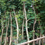 jual pohon sengon murah 