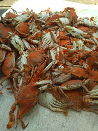 Jual :Kepiting Ranjungan, udang, Kepiting Bakau