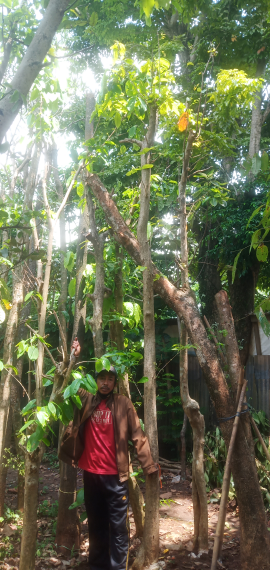 jual pohon bungur sakura 