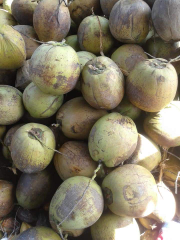 suplai kelapa tua