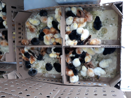 Doc / Bibit ayam kampung super