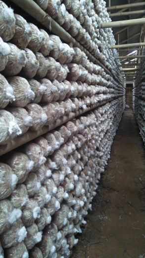 Baglog Jamur Tiram (Media Tumbuh Jamur)