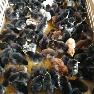 Dijual DOC Kamsi PangkalPinang