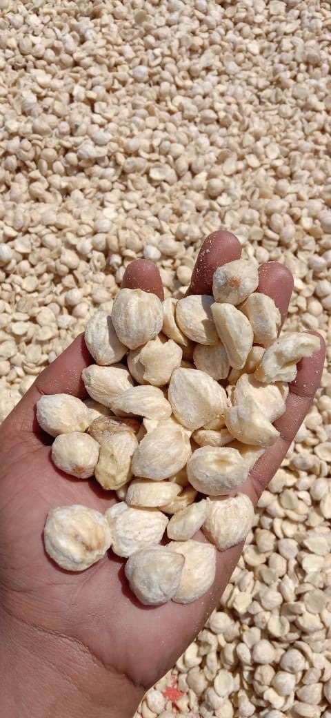 KEMIRI SUMBA