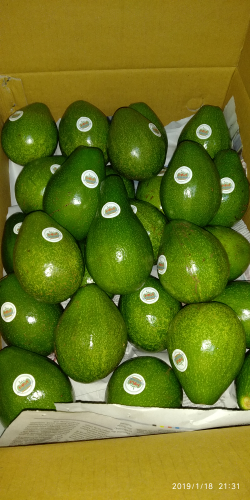 alpukat mentega jawatimur