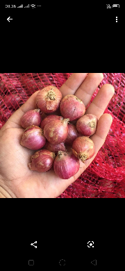 bawang merah lokal