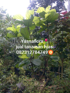 jual pohon biola cantik 