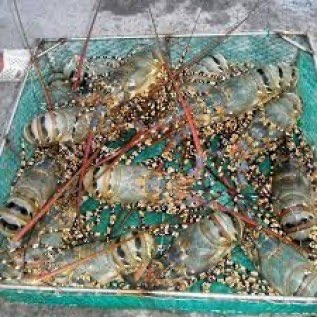 Jual lobster mutiara