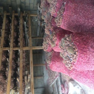 BIBIT BAWANG MERAH