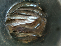 ikan lele
