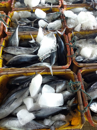 kojual ikan tongkol,dorang,semar,kembung