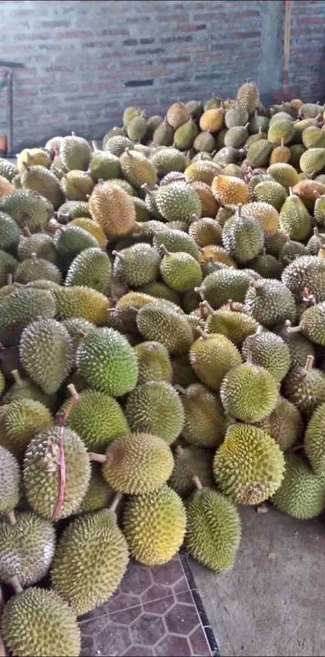 Durian Lokal Prigi Trenggalek