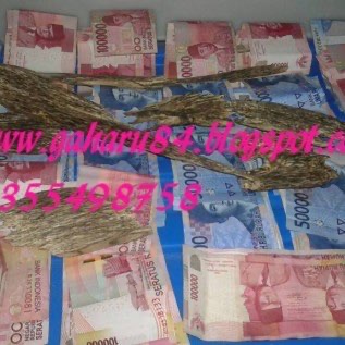 Jual Inokulan gaharu, Fusarium Gaharu, Vaksin Gaharu, obat suntik gaharu.