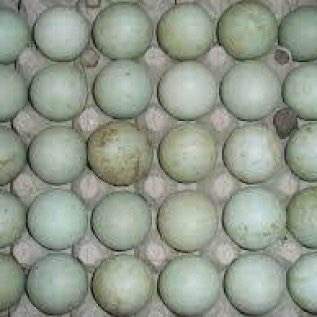 Telur Bebek Asin 