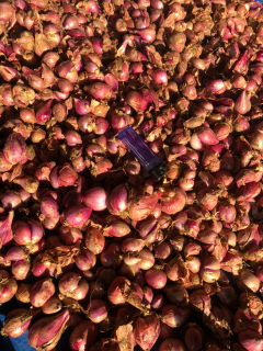 bawang merah