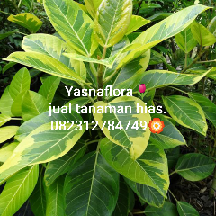 jual pohon karet munding 