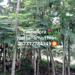 jual pohon flamboyan kuning 