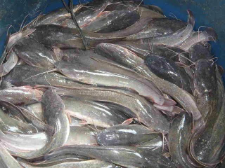 Jual Ikan lele kosumsi