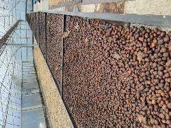 BIJI/GREENBEANS KOPI ARABIKA GAYO GRADE 1